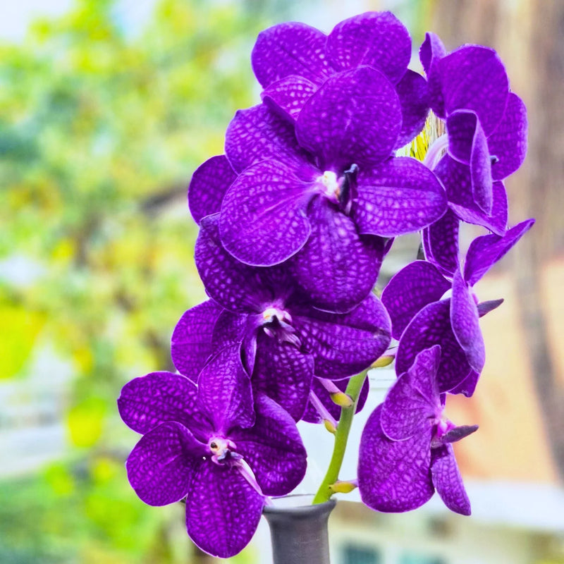 Violet vanda orchid samen