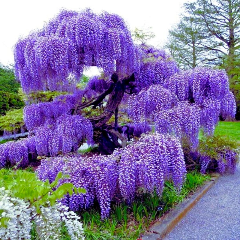 Violet wisteria tree samen for anpflanzung – non-gmo wisteria vine samen