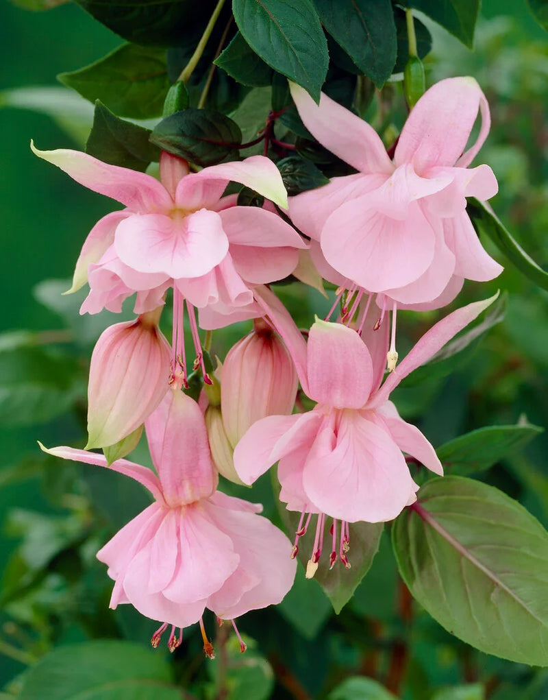 Graines de fuchsia rose, semis de printemps