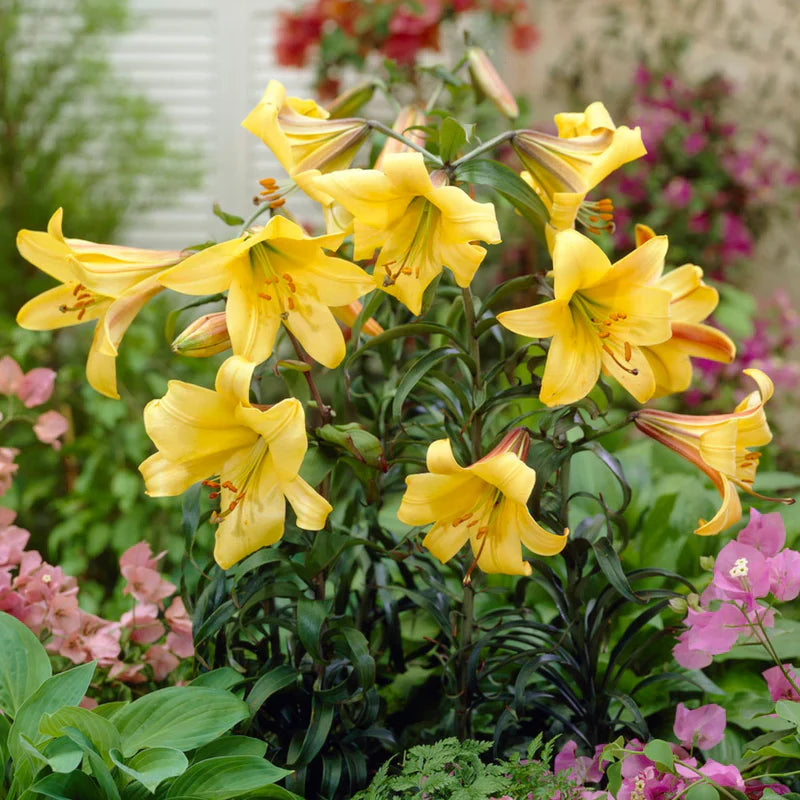 Heirloom (heirloom hippeastrum) samen for anpflanzung in home garten