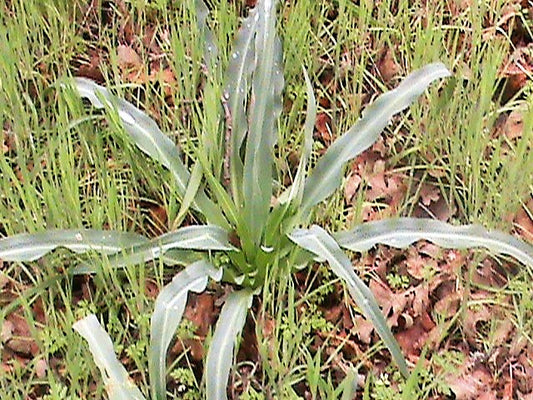Wavy-Leafed Soap Pflanze with green wavy leaves and white-purple striped Blumen in Garten