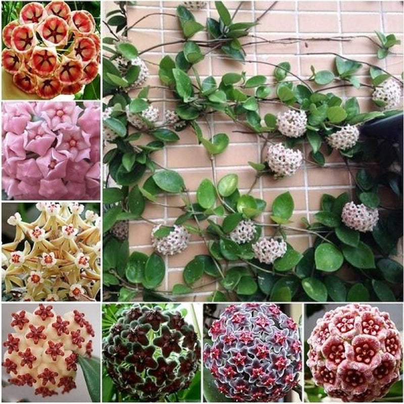 Hardy wax blume samen for easy anpflanzung