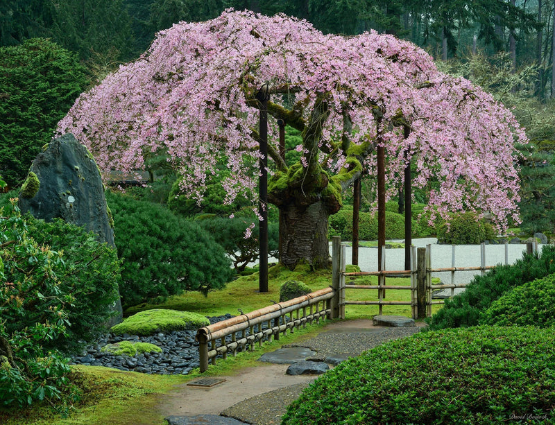 Weeping cherry tree samen for anpflanzung – ornamental flowering tree