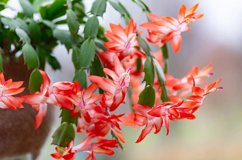 Semillas de flores de cactus de Navidad para sembrar, floración estacional prolongada, variedad tradicional y sin ingeniería genética, semillas para el jardín de casa