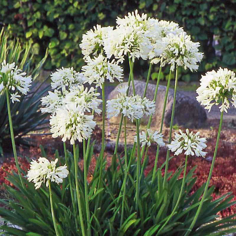 Semillas de agapanto blanco para sembrar: flores perennes
