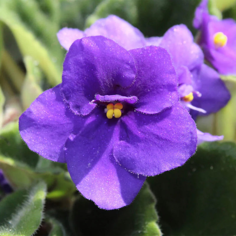 Semillas de flores de budleia de verano violeta para siembra – cultivo – variedad tradicional y semillas sin ingeniería genética para el jardín doméstico