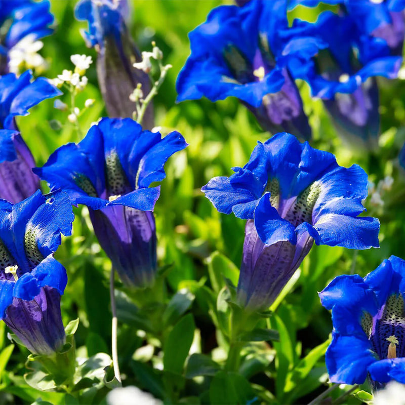 Graines de gentiane violette à semer