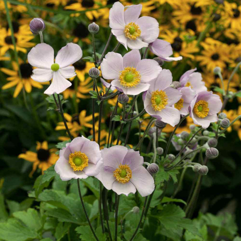 Weiß anemone pulsatilla samen for anpflanzung