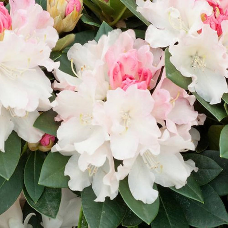 Weiß azalea blume samen for anpflanzung