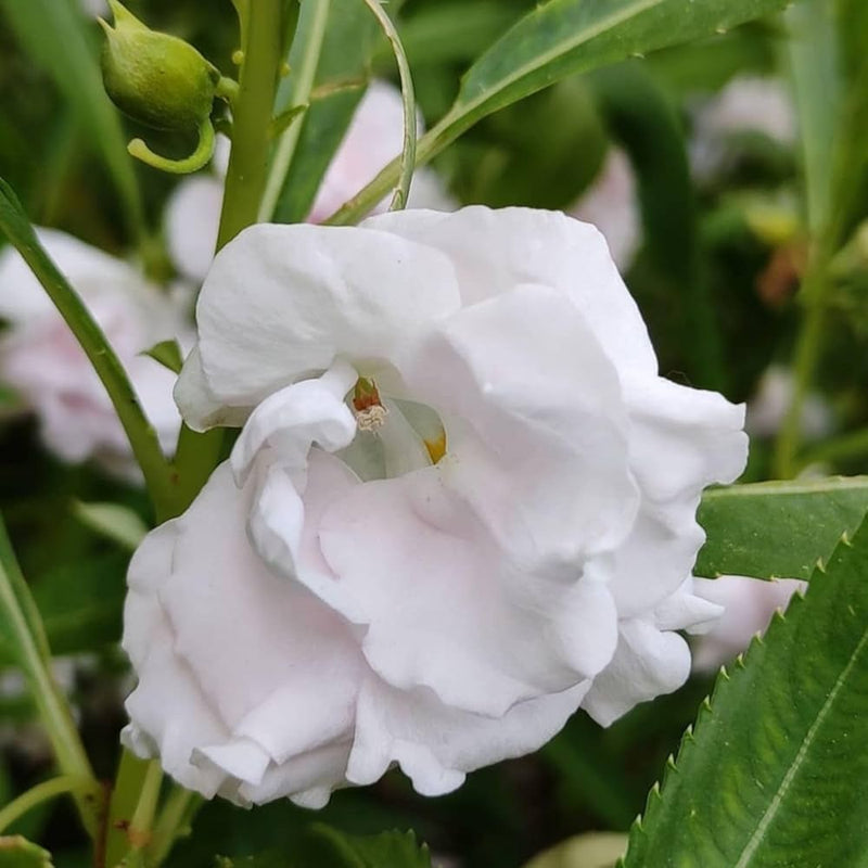 Weiß balsam camellia blume samen for anpflanzung