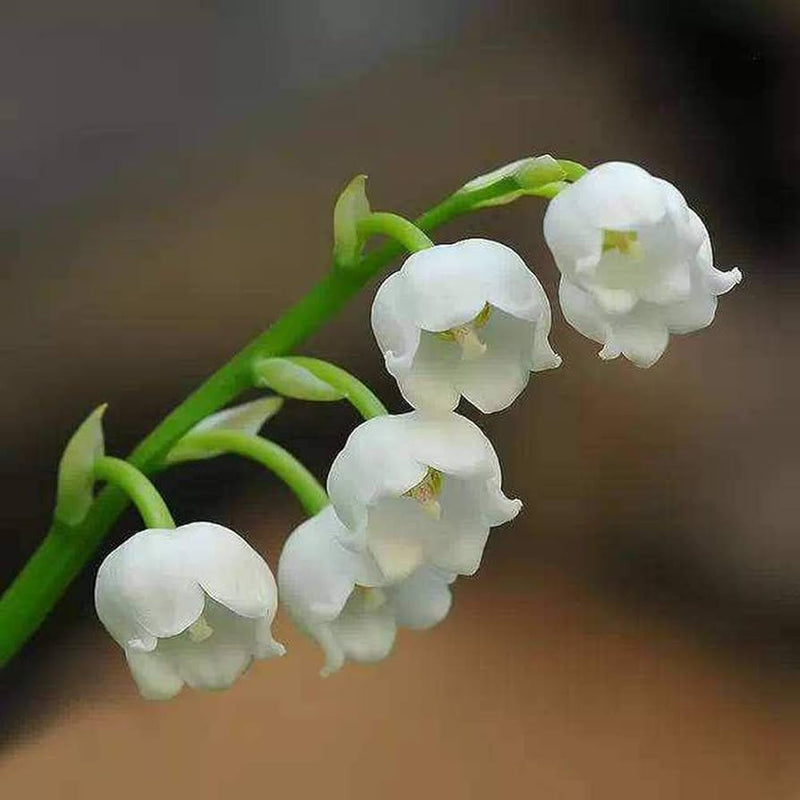 Weiß bell orchid samen for anpflanzung