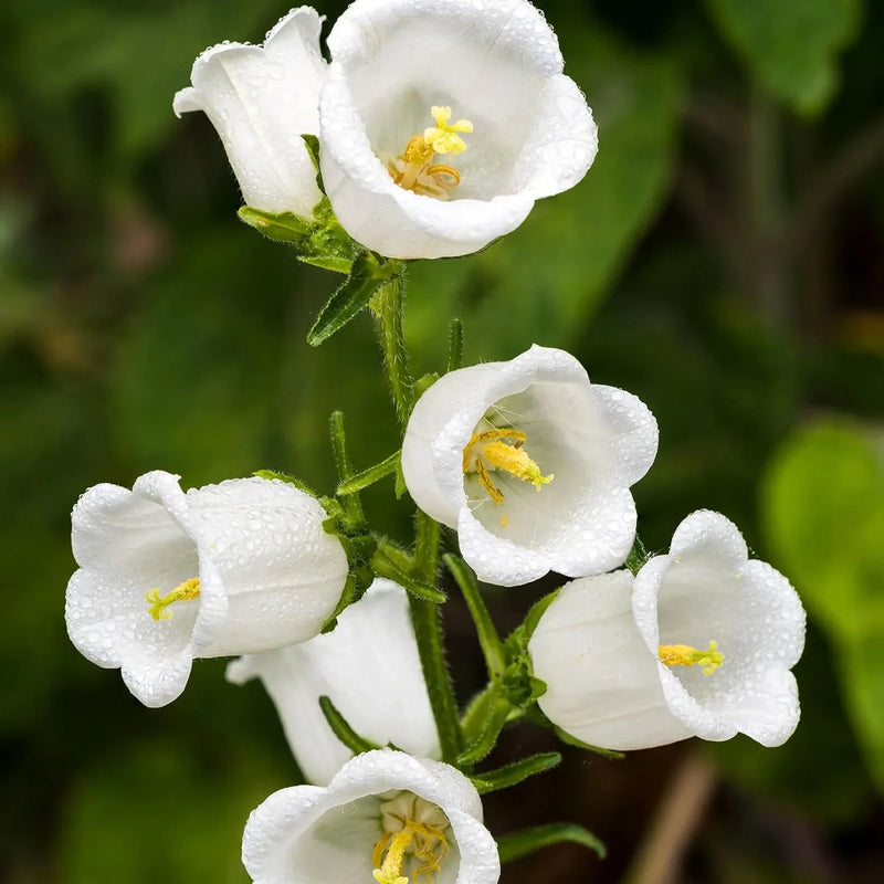 Weiß canterbury bells blume samen for anpflanzung
