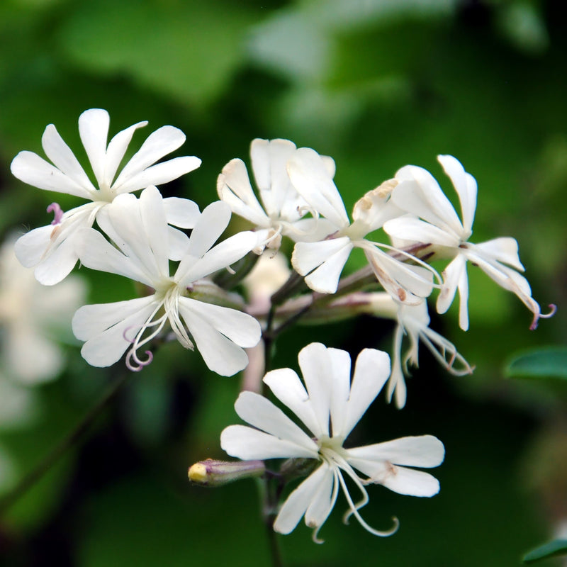 Weiß catchfly samen for anpflanzung – non-gmo blume samen