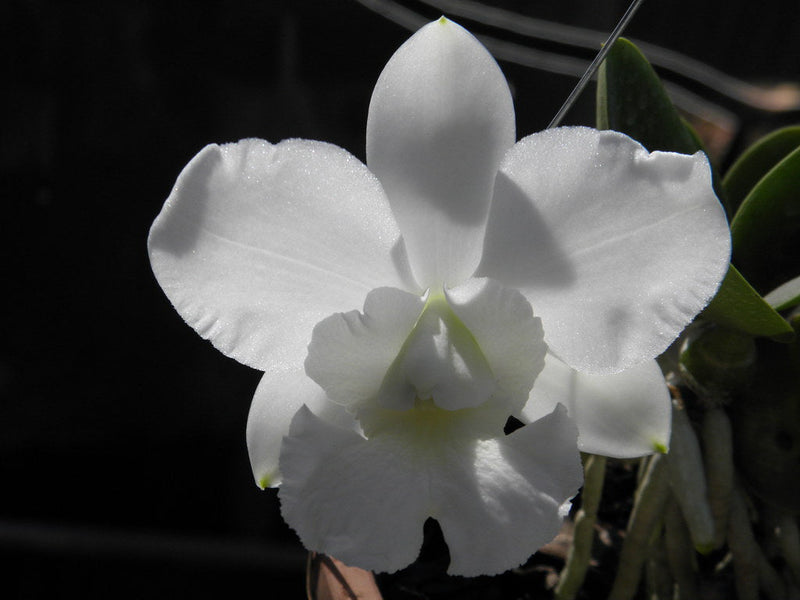 Weiß cattleya blume samen for anpflanzung elegant blossoms