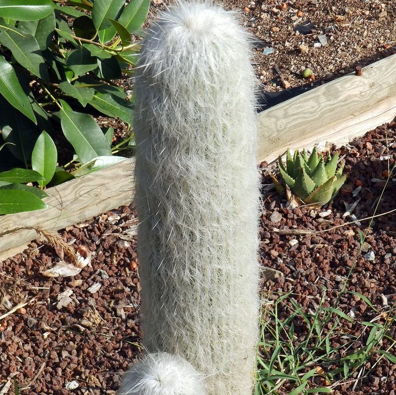 Weiß cephalocereus senilis pflanze samen