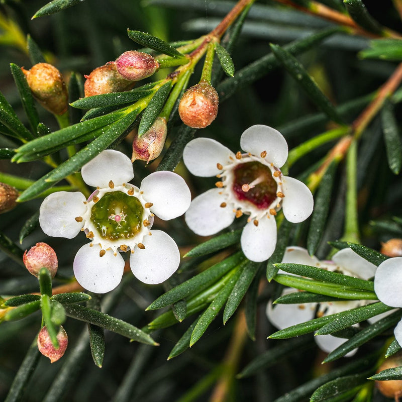 Weiß chamelaucium uncinatum samen for elegant waxflower blooms