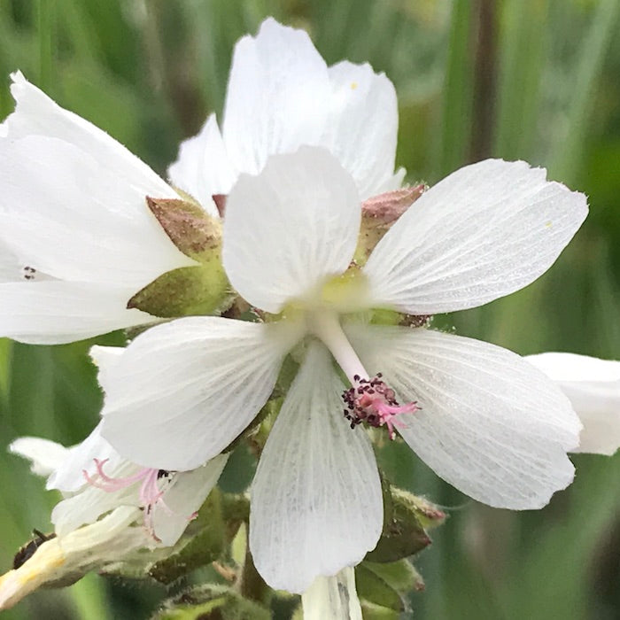 Weiß checkermallow blume samen for anpflanzung