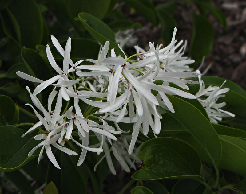 Weiß chionanthus retusus tree samen for anpflanzung