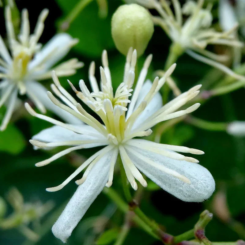 Weiß clametis gourian blume samen