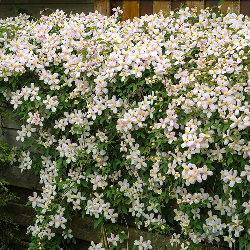 Variedad tradicional de clemátide, semillas de flores para siembra, mezcla de flores silvestres, variedad tradicional y sin ingeniería genética, semillas para el jardín doméstico