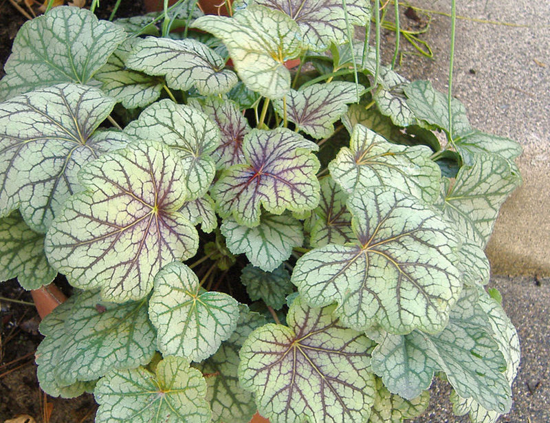 Weiß coral bells samen for elegant garten anpflanzung