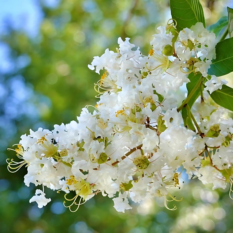 Weiß crepe myrtle samen for elegant garten anpflanzung