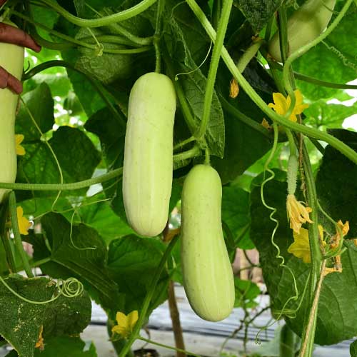 Weiße cucumber samen with strong germination