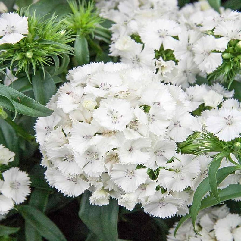 Weiß dianthus blume samen for anpflanzung