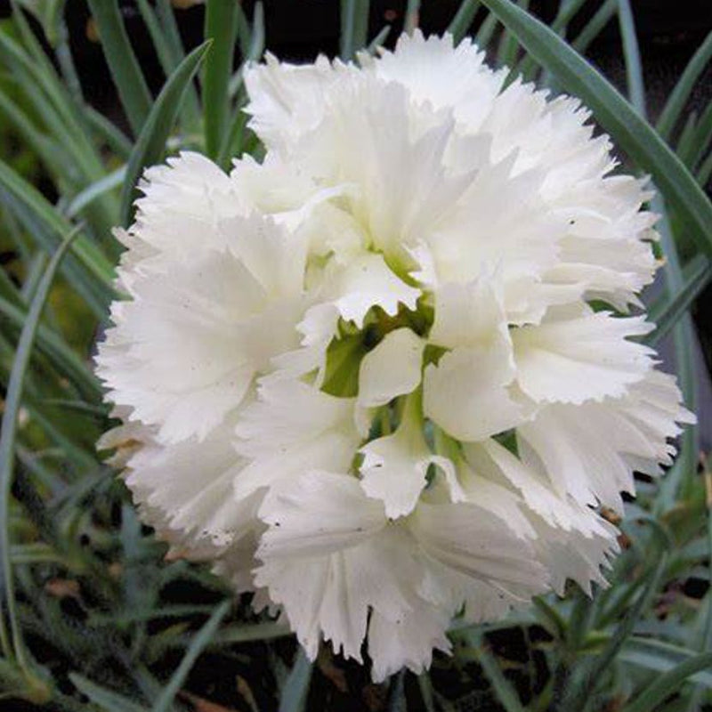 Weiß dianthus blume samen for anpflanzung