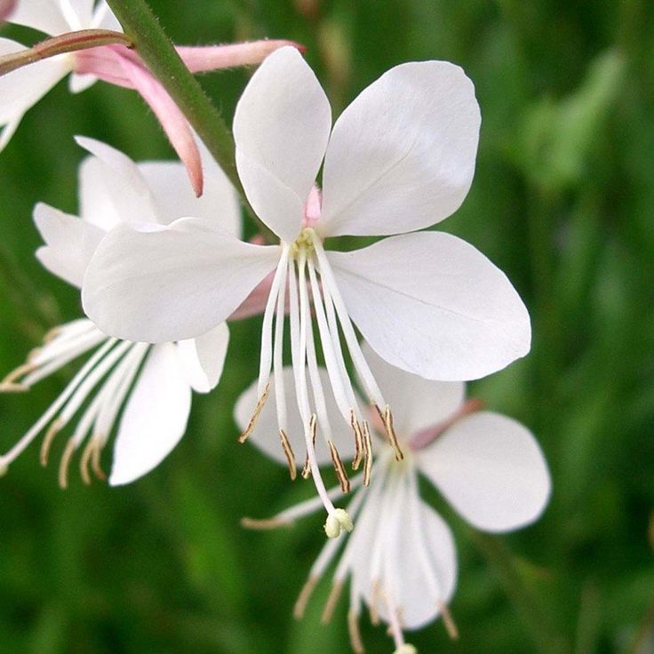 Weiß gaura lindheimer pflanze samen for easy anpflanzung