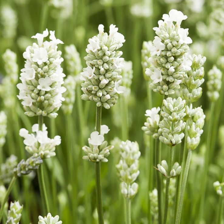 Weiß lavender blume samen