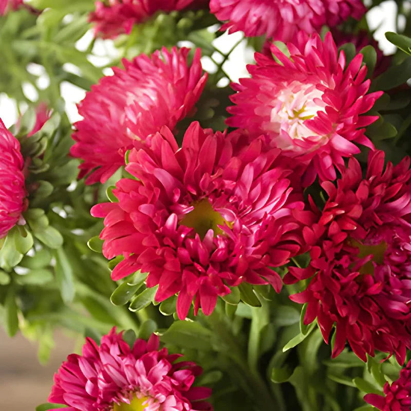 Weiß maroon aster blume samen for anpflanzung