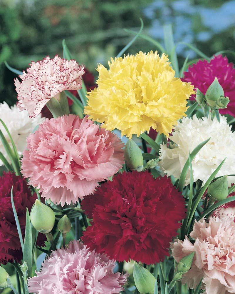 Weiß maroon carnation blumen in topf