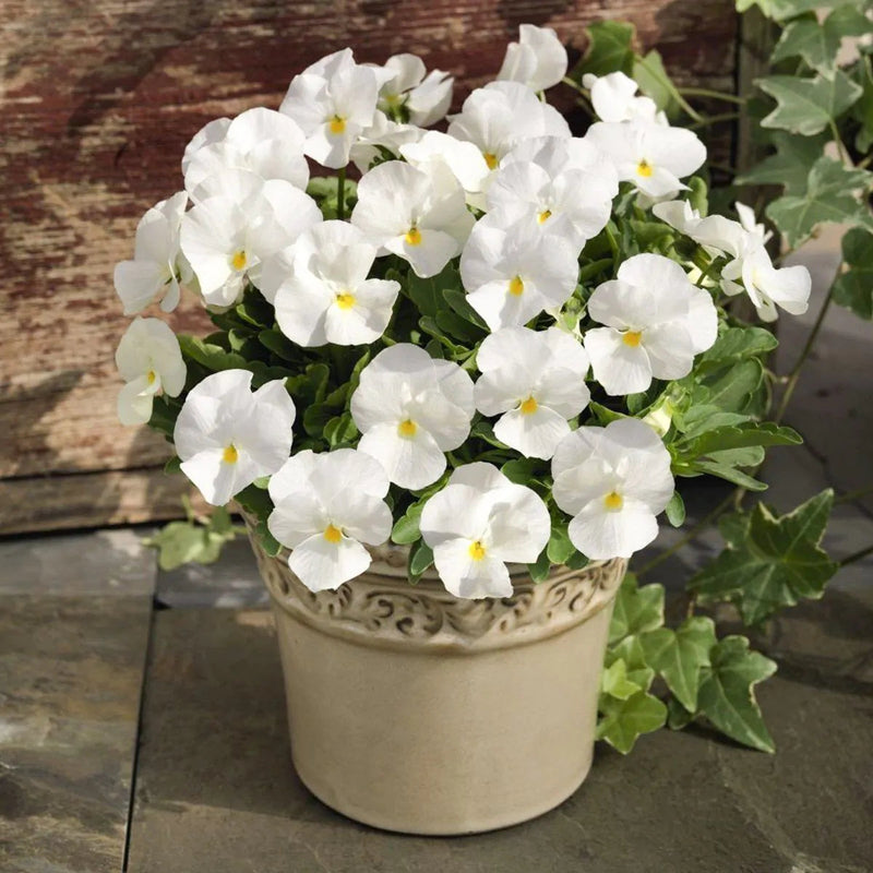 Weiß pansy blume samen for anpflanzung - compact growth, heirloom & gmo free samen for home garten
sale for anpflanzung in home garten