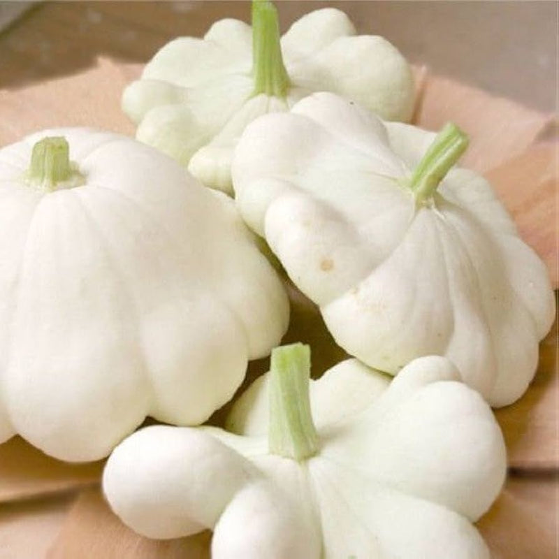 Weiße patisson squash samen non-gmo traditionelle variety