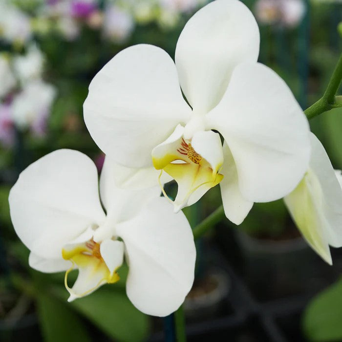 Weiß phalaenopsis orchid samen for anpflanzung innen