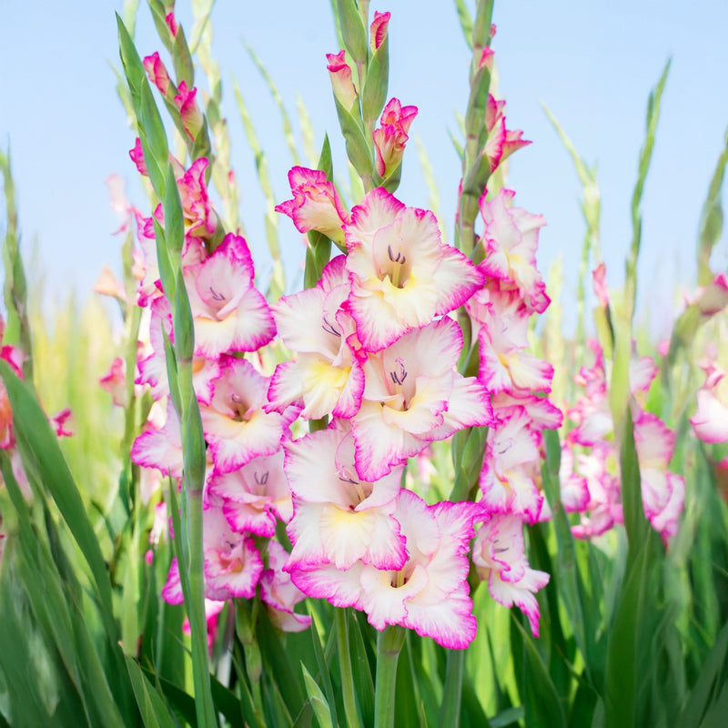 Weiß rosa gladiolus samen for anpflanzung