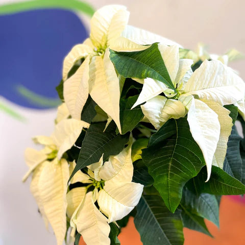 Semillas de flor de Pascua blanca para sembrar, floración prolongada, variedad tradicional y semillas sin ingeniería genética para jardín doméstico