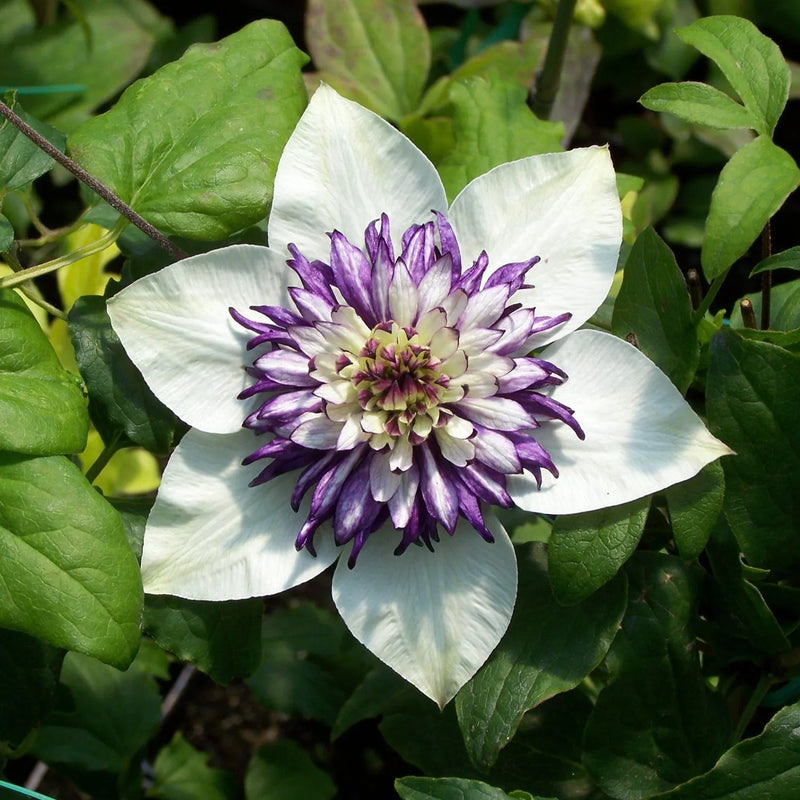 Weiß and lila clematis samen for anpflanzung