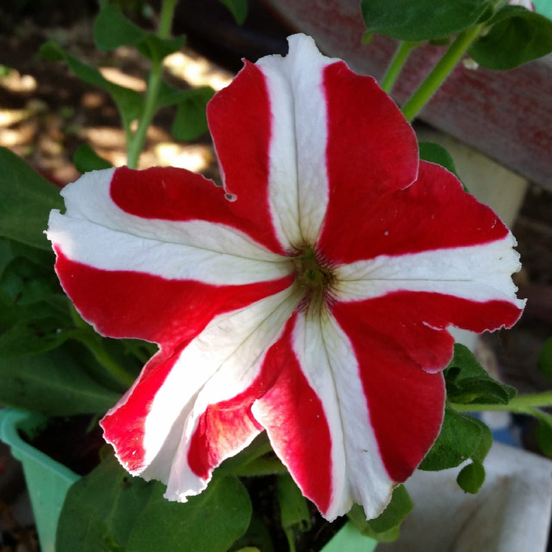 Weiß rot petunia blume samen for anpflanzung