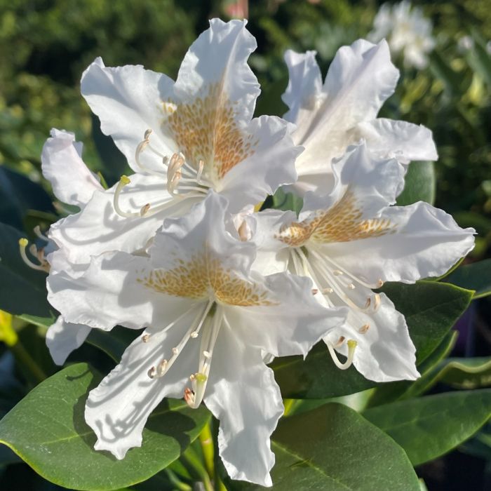 Weiß rhododendron blume samen for anpflanzung