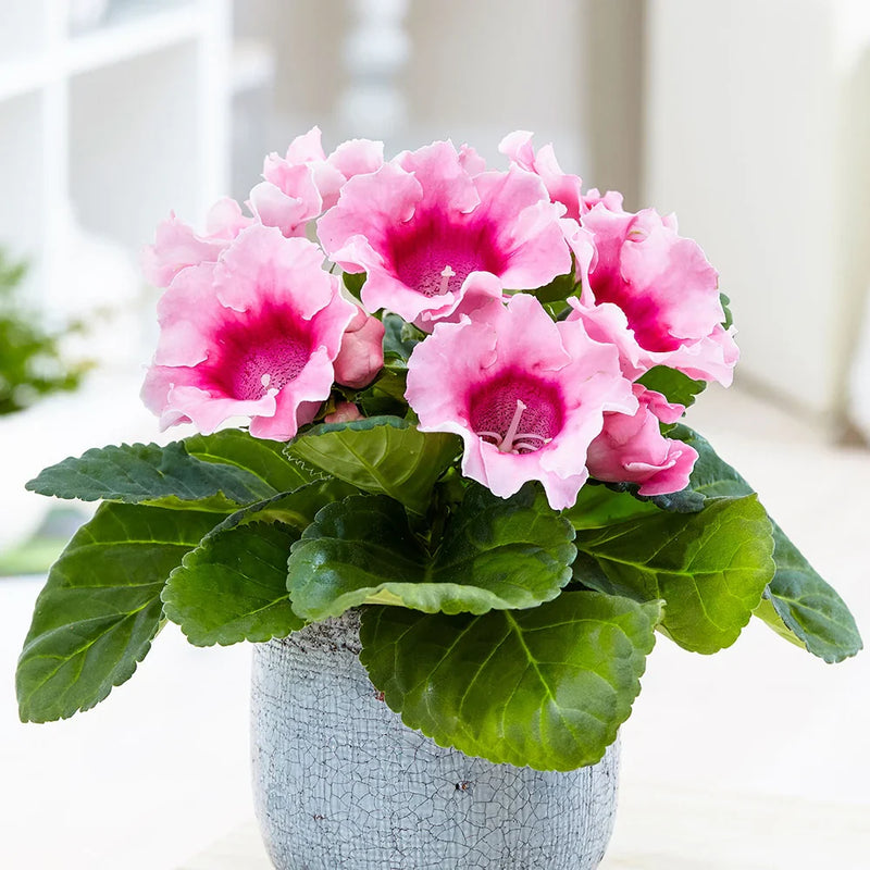 Weiß sinningia gloxinia blume samen