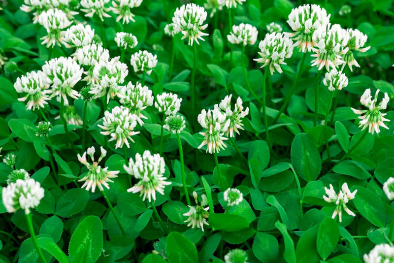 Weiß trifolium repens samen for anpflanzung beautiful lawn alternatives