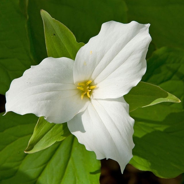 Trillium blume samen for anpflanzung shade tolerant heirloom & gmo free samen for home garten
sale for anpflanzung in home garten