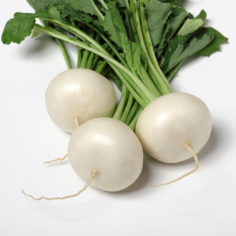 Weiße turnip samen für aussaat