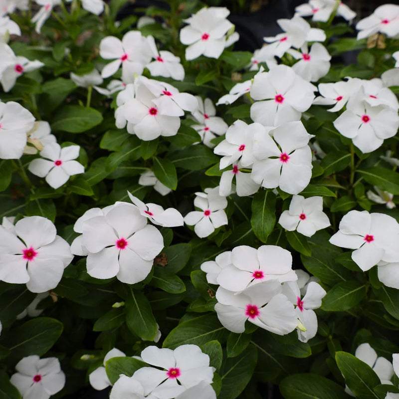 Semillas de flores Catharanthus blancas para sembrar – mezcla de flores silvestres – variedad tradicional y sin transgénicos, semillas para el jardín doméstico