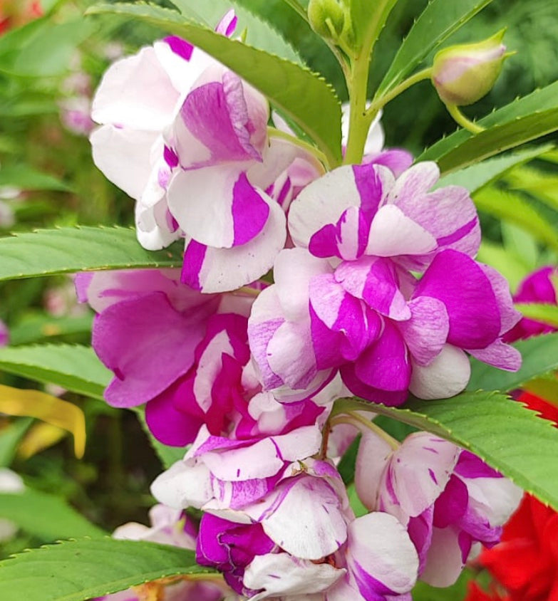 Weiß violet balsam camellia blume samen for anpflanzung