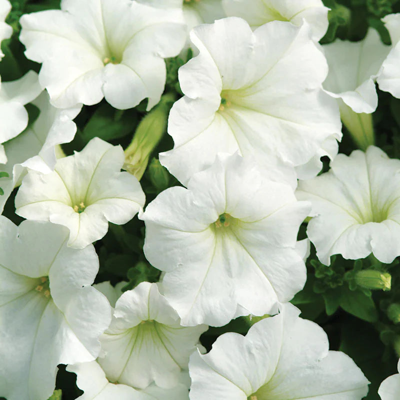 Weiß wave petunia samen for borders and garten beds