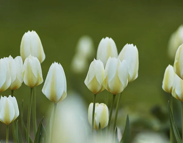 Weiß and gelb tulip blume samen for anpflanzung