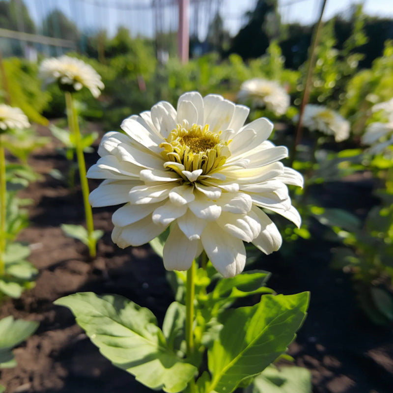 Weiß zinnia blume samen for anpflanzung